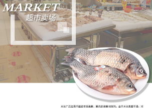 家禽养殖中的得力助手 200公斤片冰机