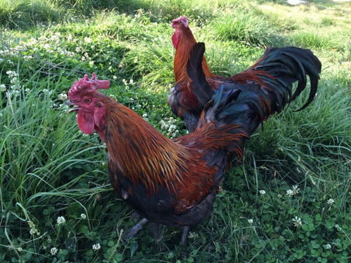 高原爨鸡 古老家禽的独特魅力与现代价值