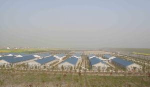 从优质种源到餐桌美味 如东县狼山鸡种鸡场的家禽深加工之路