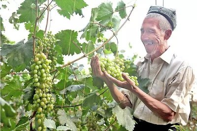 政策机遇与行业风险并存 农产品深加工企业的上市之路与家禽业的深层挑战