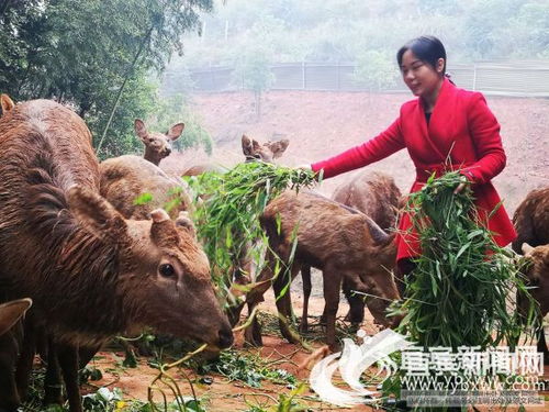 宜宾多措并举 农民工在创新创业舞台上展翅飞翔——聚焦家禽深加工产业