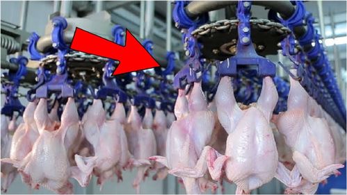 现代化鸡肉加工厂中的自动家禽收获技术及其在日常用品中的体现