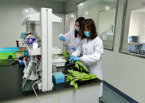 开平市严控农产品质量，保障市场稳定供应及家禽深加工产业发展