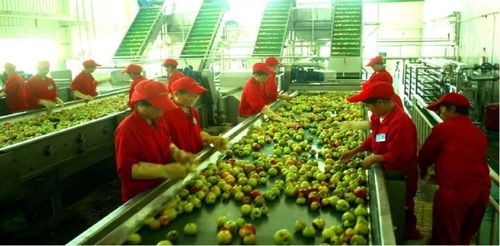 黄土高原结仙果，十里长山迎知音 家禽深加工的绿色转型之路